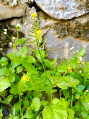 Wildflowers Growing Near Stone Wall Close-up