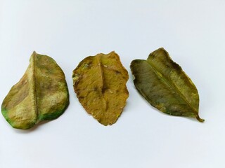 Dry Leaves Closeup on White Background Autumn Season