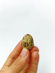 Holding Speckled Bird Egg Small Delicate in Hand