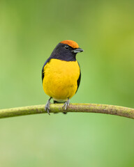 The tawny-capped euphonia (Euphonia anneae) is a species of bird in the family Fringillidae. It is found in Colombia, Costa Rica, and Panama.
