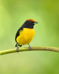 The tawny-capped euphonia (Euphonia anneae) is a species of bird in the family Fringillidae. It is found in Colombia, Costa Rica, and Panama.