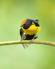 The tawny-capped euphonia (Euphonia anneae) is a species of bird in the family Fringillidae. It is found in Colombia, Costa Rica, and Panama.