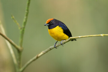 The tawny-capped euphonia (Euphonia anneae) is a species of bird in the family Fringillidae. It is found in Colombia, Costa Rica, and Panama.