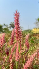 Cenchrus pedicellatus, previously Pennisetum pedicellatum, known simply as desho or as desho grass.Wild grass flower,Badami ,Bagalkot..Deenanath grass.