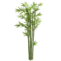 Fototapeta premium Lush Green Bamboo Plant Isolated on Black Background
