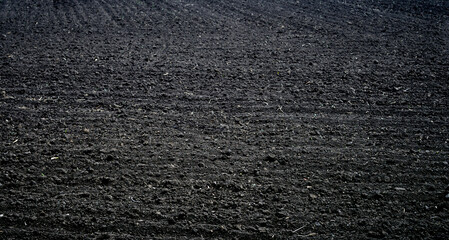 black arable land sown for wheat harvest