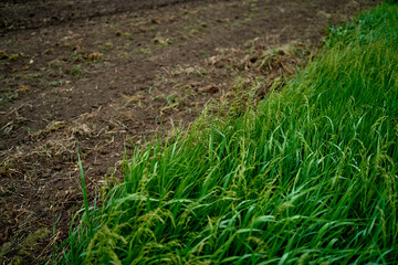 green grass grew on field on farm