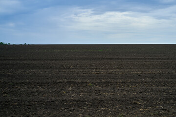black arable land sown for wheat harvest