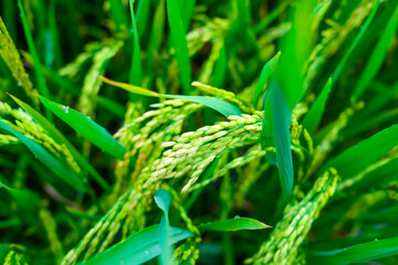 Green rice ear of rice growing in Vietnam paddy field