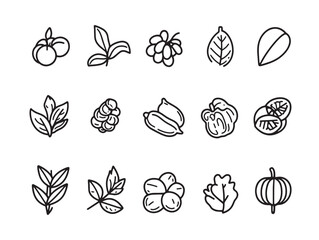 Fresh Capers Food Line Art for Restaurant Menus and Recipes