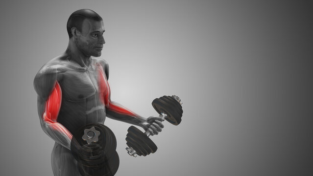 Arm Muscle Highlighted During Biceps Curl with copyspace