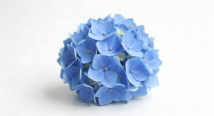 Obraz premium Single Blue Hydrangea Bloom with Intricate Details on White PNG