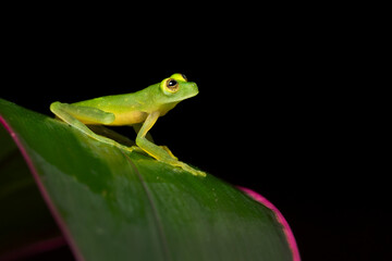 The common name Suretka glass frog. Hyalinobatrachium chirripoi is a species of frog in the family Centrolenidae.