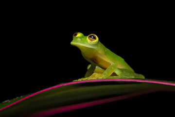 The common name Suretka glass frog. Hyalinobatrachium chirripoi is a species of frog in the family Centrolenidae.
