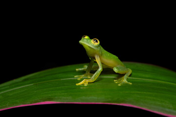 The common name Suretka glass frog. Hyalinobatrachium chirripoi is a species of frog in the family Centrolenidae.