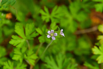 アメリカフウロの花