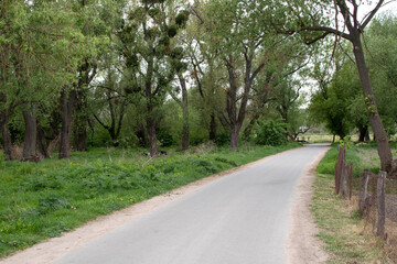 View of a asphalt road under the trees