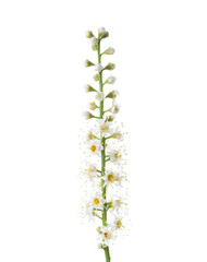 Cherry Laurel flowers  isolated on white background.