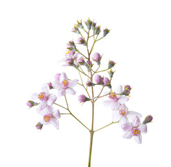 Fresh sprig of Deutzia with pale  pink flowers and buds isolated on white background. Selective focus