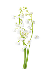 Lily of the Valley flowers isolated on white background.
