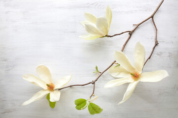 Blooming Magnolia branch with cream colored flowers on old white wooden shabby background