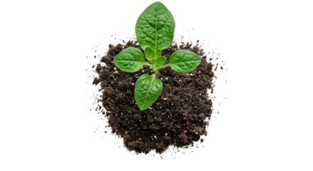 Png of A vibrant green seedling emerges from rich, dark soil, symbolizing growth and new beginnings.