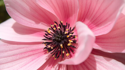 Close up of an anemone in full bloom
