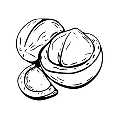 Line art macadamia nut cut open for coloring