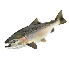 Naklejka premium Freshwater fish, likely a salmon
