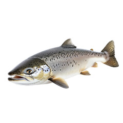 Naklejka premium Fresh salmon (1)