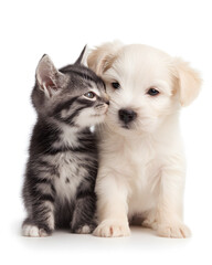 Obraz premium Cute kitty and puppy cuddeling together isolated on white background 