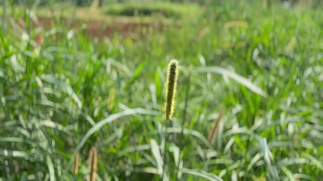 Cenchrus pedicellatus, previously Pennisetum pedicellatum, known simply as desho or as desho grass.Wild grass flower,Badami ,Bagalkot..Deenanath grass.
