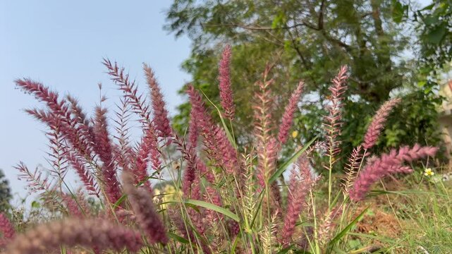Cenchrus pedicellatus, previously Pennisetum pedicellatum, known simply as desho or as desho grass.Wild grass flower,Badami ,Bagalkot..Deenanath grass.