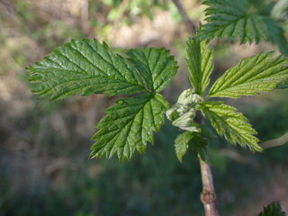 green fern leaves