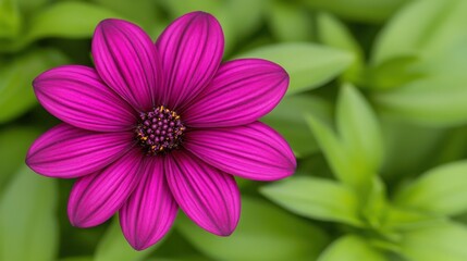 Obraz premium Vibrant Pink Flower with Radiant Petals Surrounded by Lush Green Foliage in Natural Setting