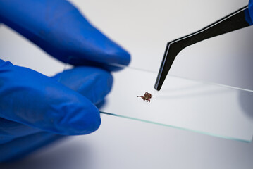 Scientist wearing blue gloves uses tweezers to carefully examine a tick placed on a microscope slide in a laboratory setting, conducting research on parasites and potential diseases