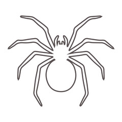 spider on a white background