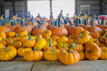 ハロウィンに向けた大量の大きなパンプキン