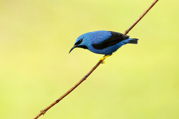 Shining honeycreeper (Cyanerpes lucidus) is a small bird in the tanager family. It is found in the tropical New World in Central America from southern Mexico to Panama and northwest Colombia