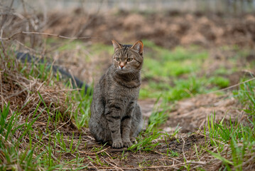 Obraz premium Majestic tabby cat with striking green eyes sitting gracefully in a lush field of green grass and dry twigs, soaking in the peaceful ambiance of the natural surroundings