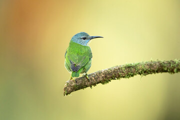 Obraz premium Shining honeycreeper (Cyanerpes lucidus) is a small bird in the tanager family. It is found in the tropical New World in Central America from southern Mexico to Panama and northwest Colombia