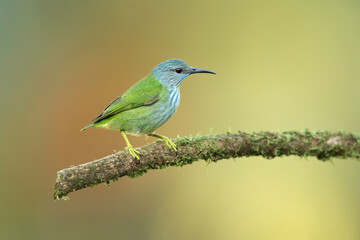 Shining honeycreeper (Cyanerpes lucidus) is a small bird in the tanager family. It is found in the...