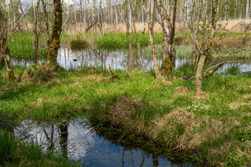 Birkenbruchwald bei Lipova in Tschechien 1
