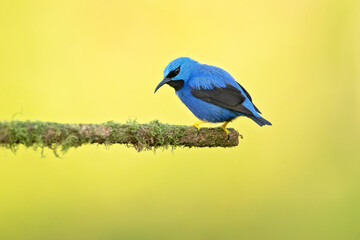 Shining honeycreeper (Cyanerpes lucidus) is a small bird in the tanager family. It is found in the tropical New World in Central America from southern Mexico to Panama and northwest Colombia