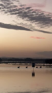 Silhouetted small herd of anonymous animals walking on the shore of Wallis lake at sunset in Forster