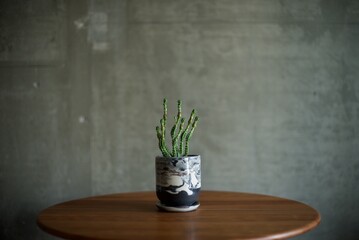 マーブルの石の鉢に植えたプフェルスドルフィー