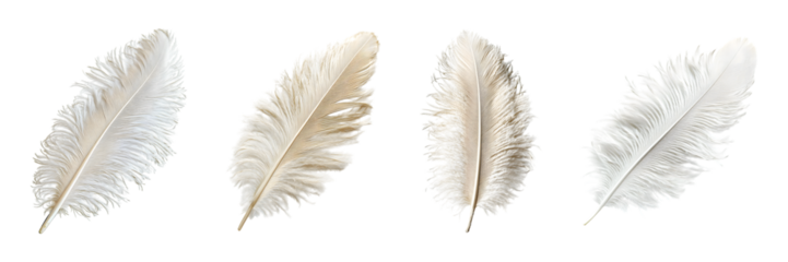 Set of Ostrich feather isolated on transparent background	