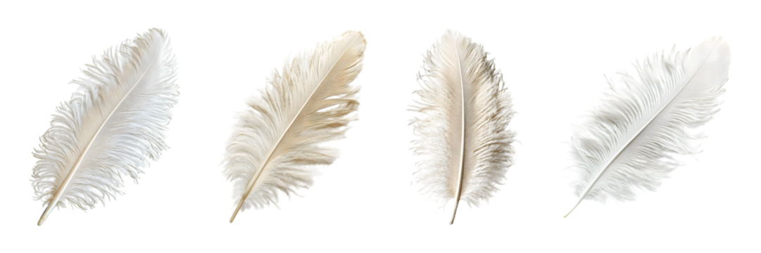 Set of Ostrich feather isolated on transparent background	