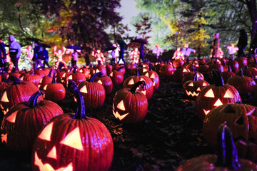 地面に並べられた大量のハロウィーンのジャック・オー・ランタン