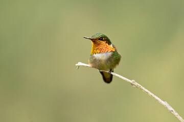 Scintillant hummingbird (Selasphorus scintilla) is a hummingbird endemic to Costa Rica and Panama.